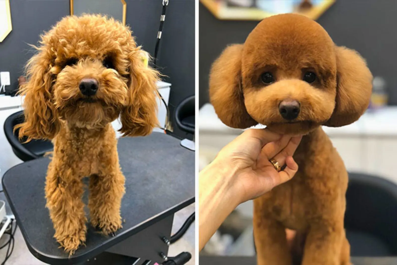 dog before and after grooming