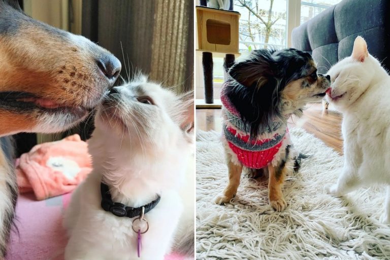 dogs and cats loves each other
