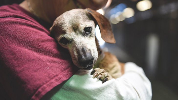 18-Year Old Blind Dachie Dumped At A Kill Shelter Finds Loving Family