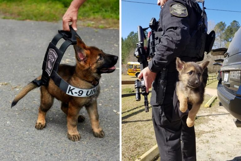 adorable k9 puppies in training