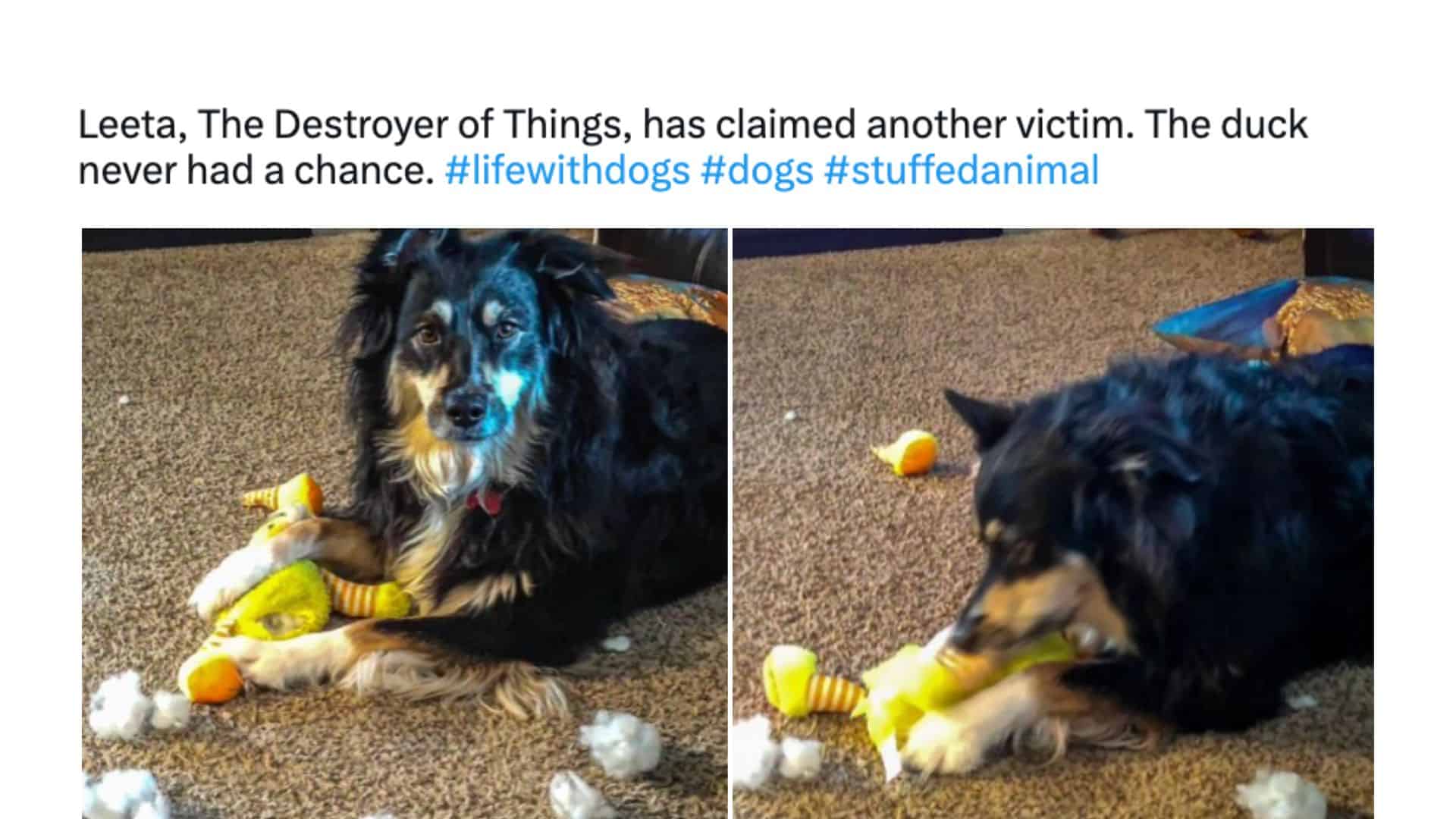 funny tweet photo of a dog making a mess