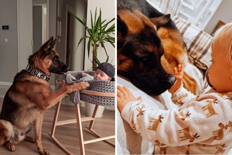a German shepherd looks after the child