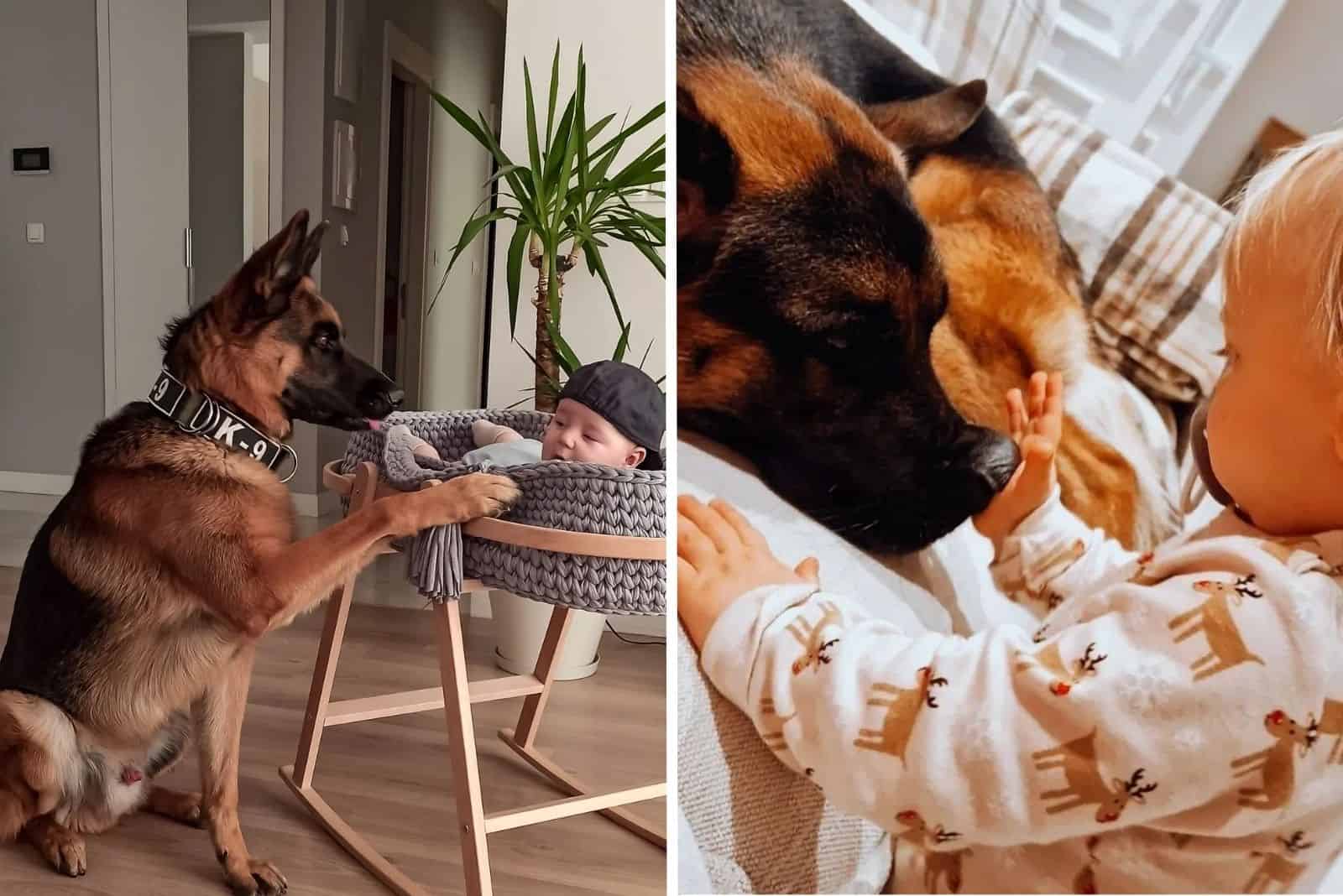 a German shepherd looks after the child