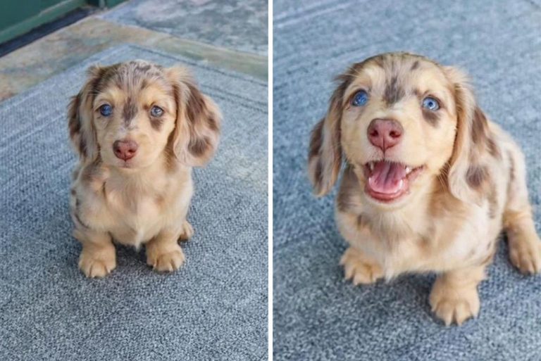 the dog before and after they were called a good boy