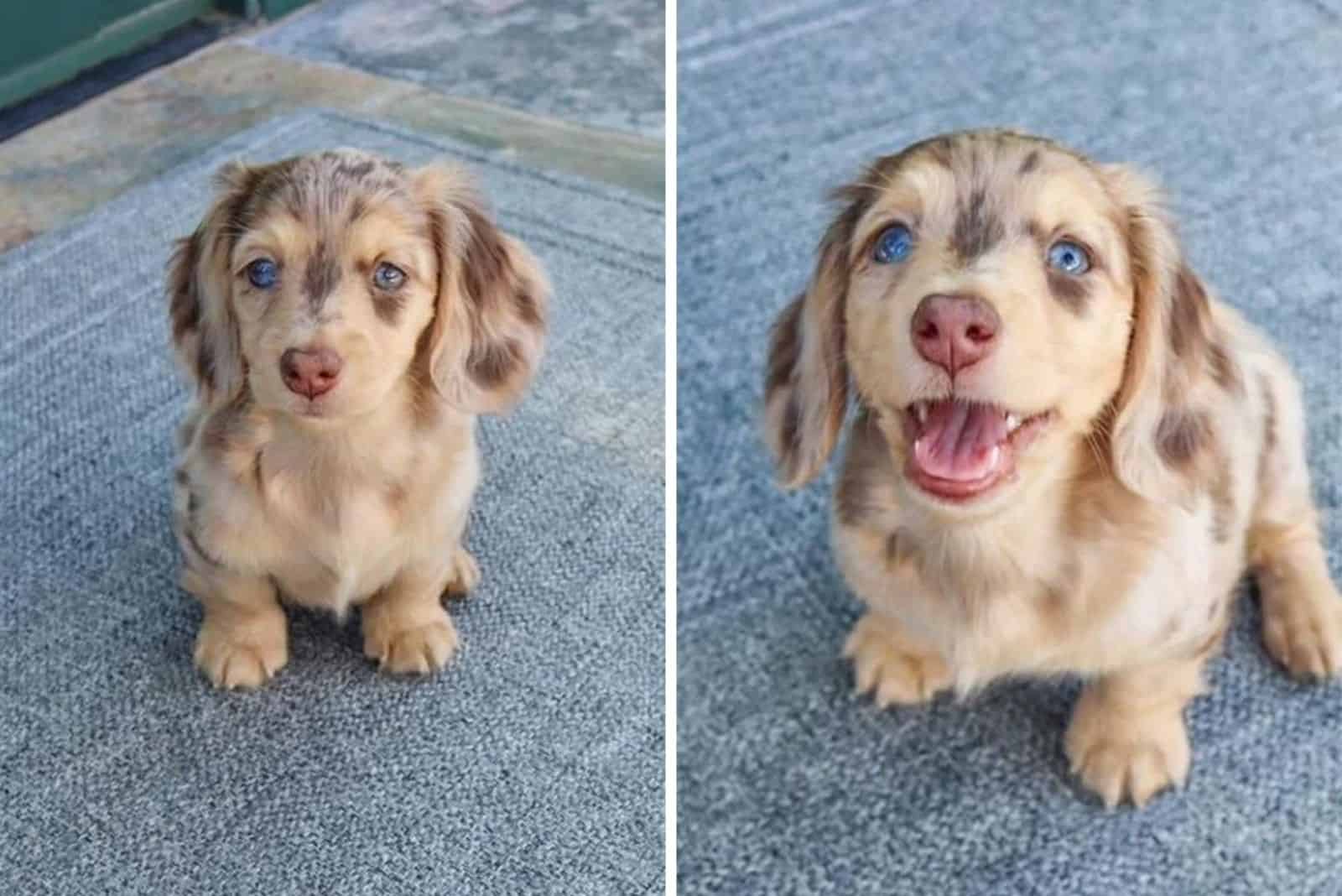 the dog before and after they were called a good boy