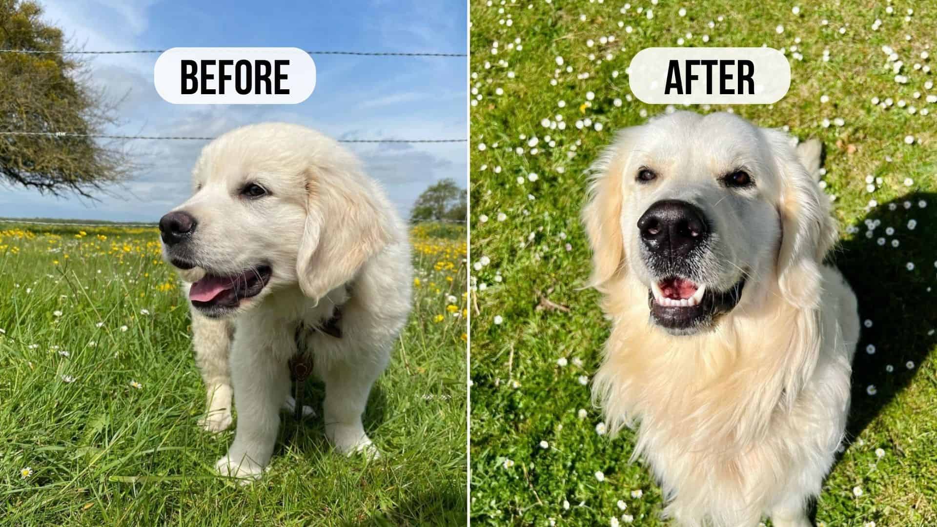 21 Before And After Photos Of Puppy Glow Ups