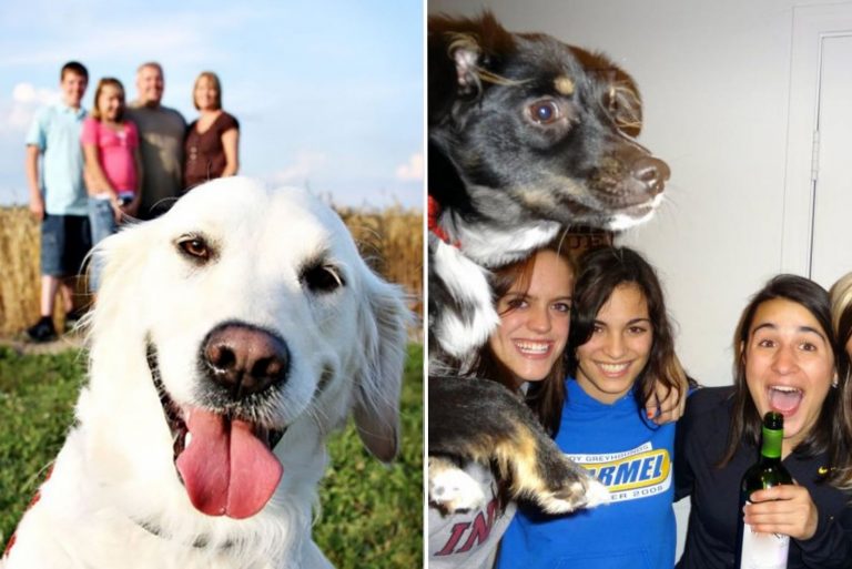 the funniest dog photobombs