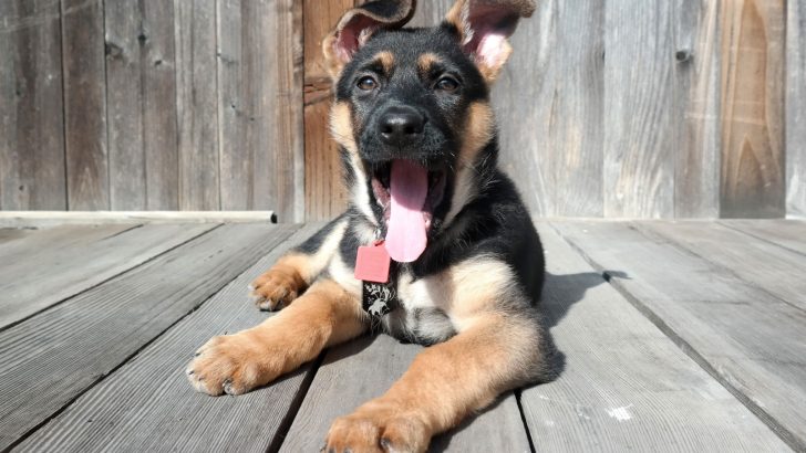 23 Comic Things German Shepherds Would State If They Could