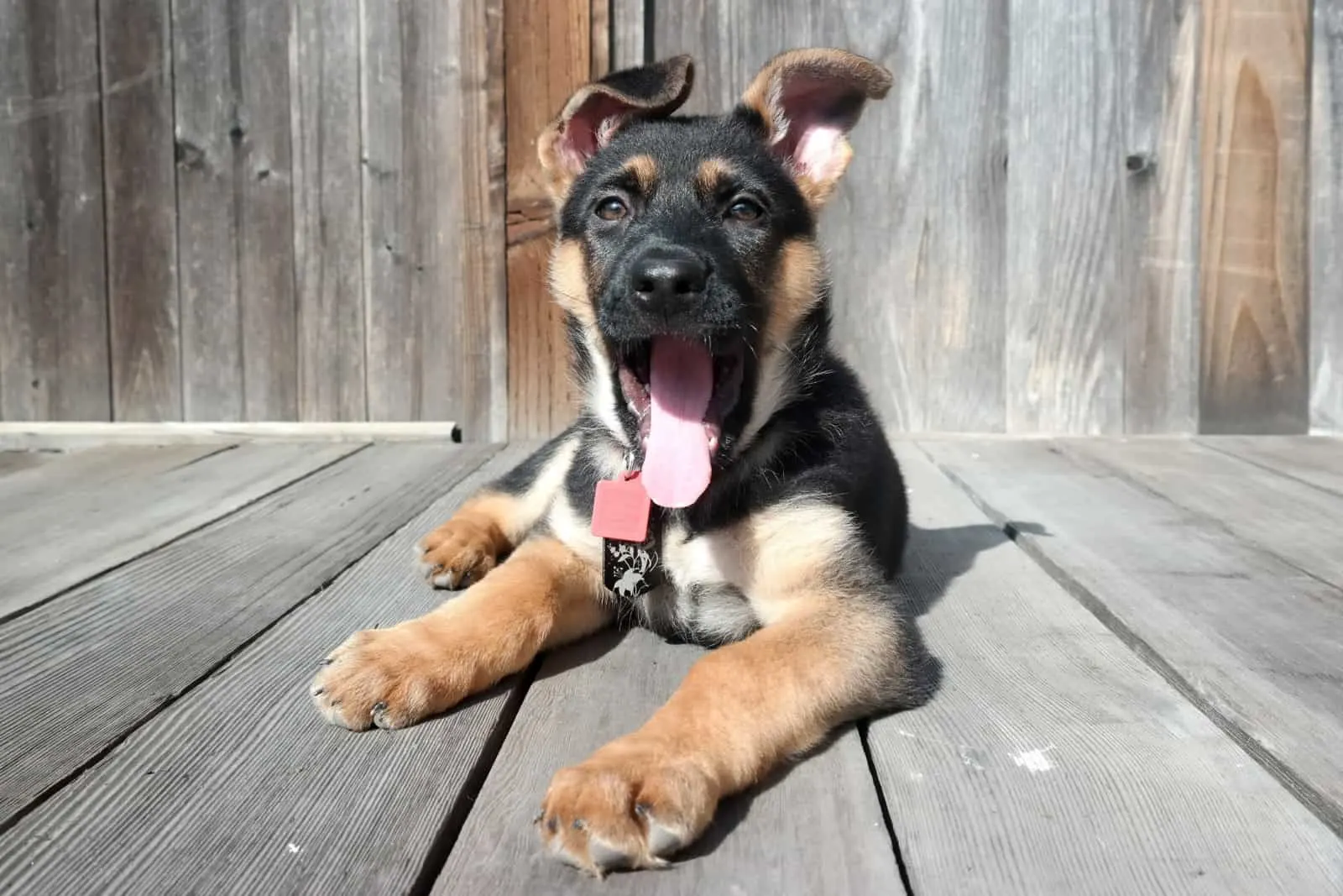 German Shepherd Puppy Portrait: tongue out