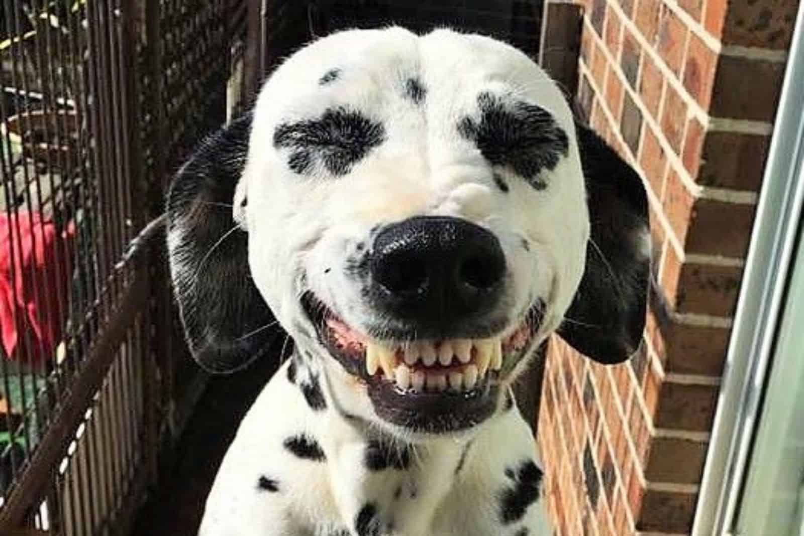 smiling dog