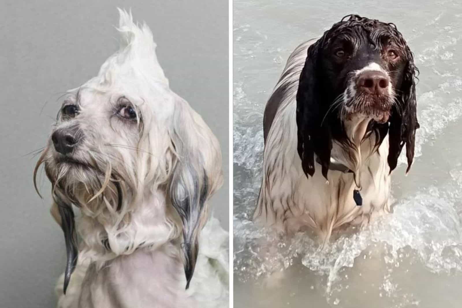 two wet dogs