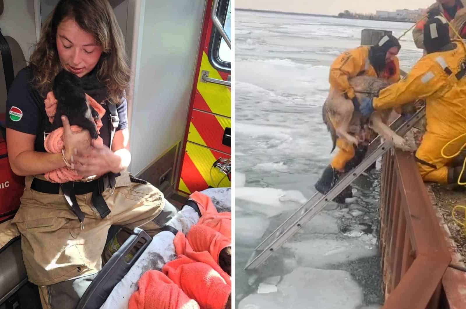 dog rescue stories