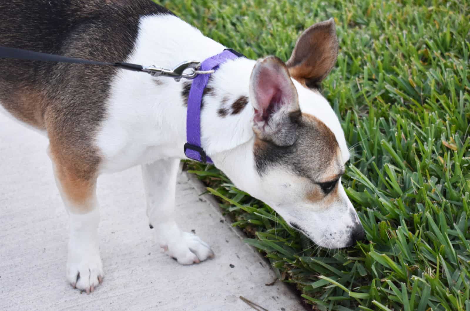 Here’s Why You Should Let Your Dog Sniff During Walks