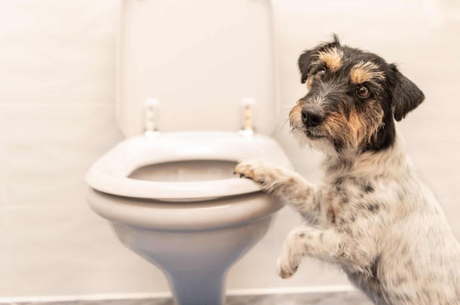 dog on the toilet