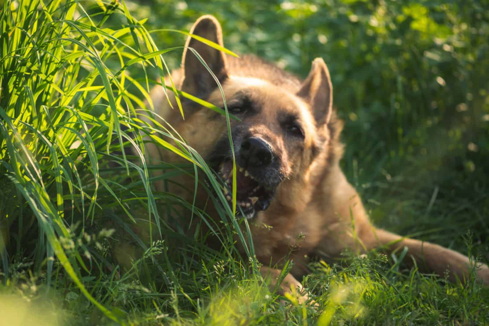 german shepherd eating grass