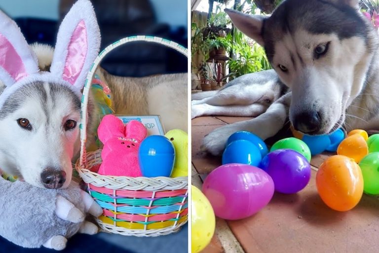 two dogs celebrate easter