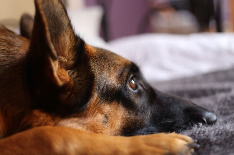 german shepherd dog lying on the bed