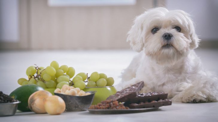 These 5 Foods Could Cause Canine Kidney Failure