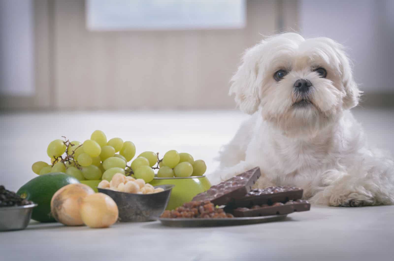 little white maltese dog and food ingredients toxic to him