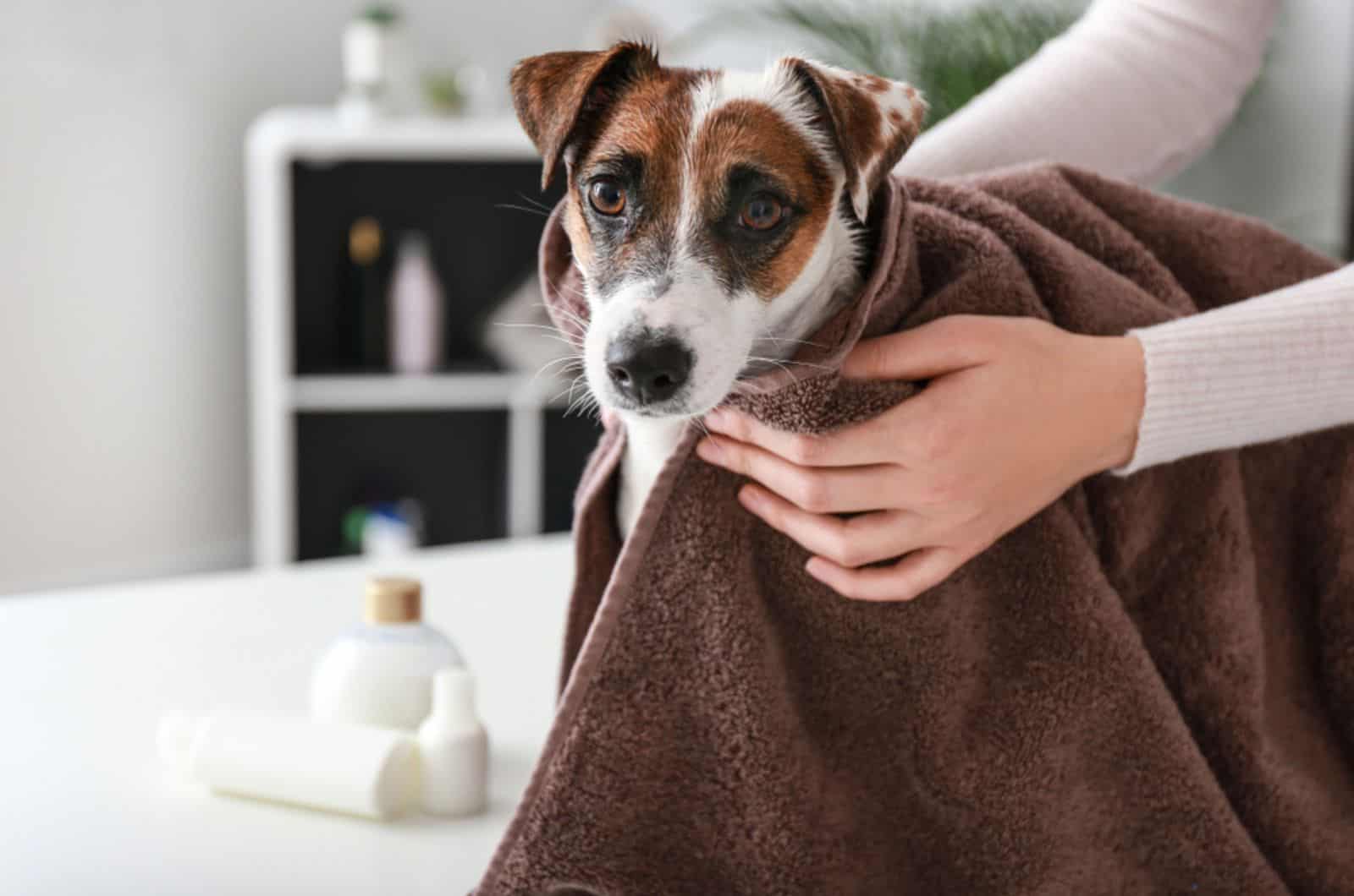female groomer wiping dog after washing in salon