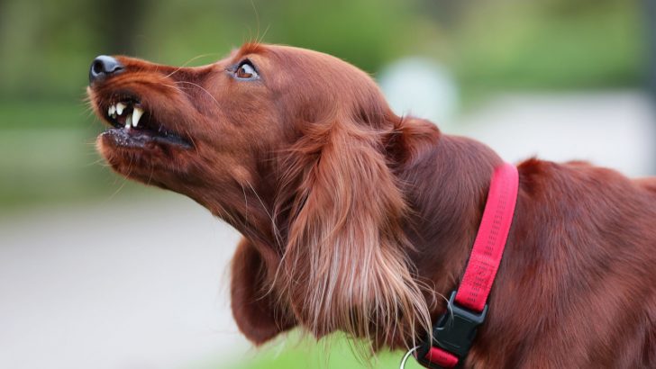 5 Reasons Why Your Dog Is Growling While Wagging His Tail