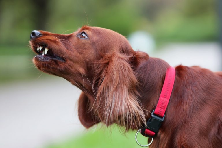 Red irish setter dog is roaring for protection at nature.