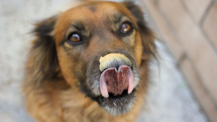 5 Shockingly Simple Reasons As To Why Dogs Love Peanut Butter