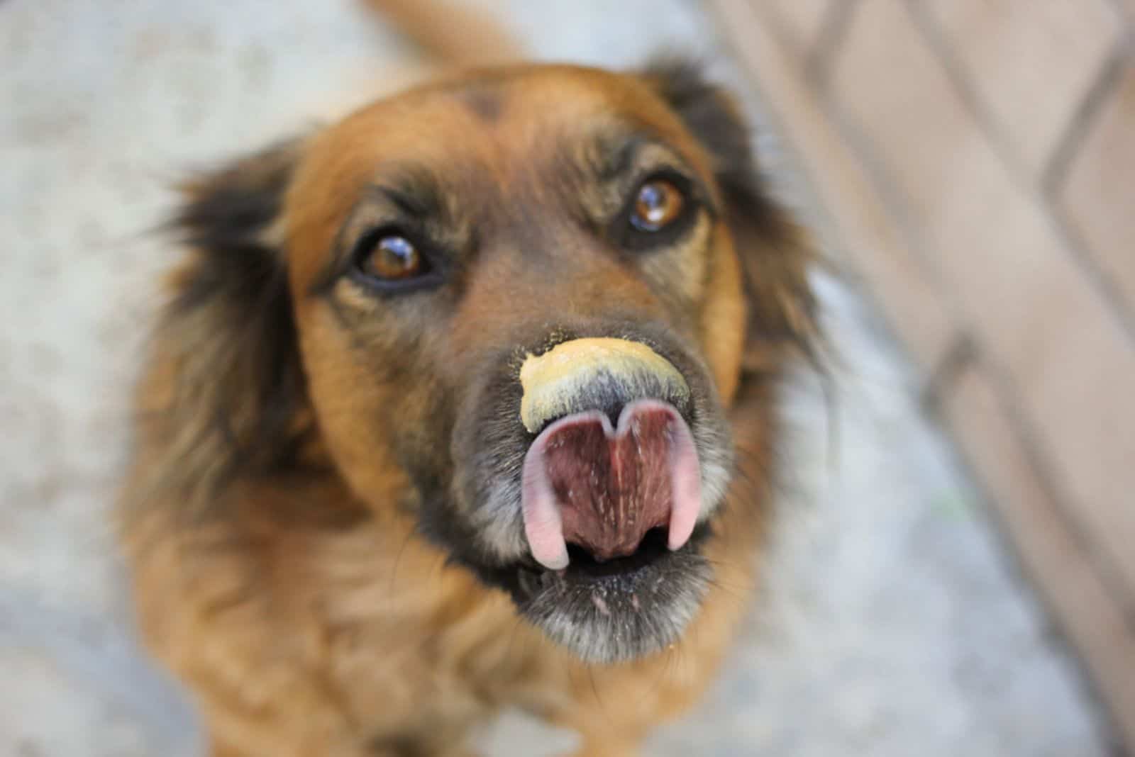 Peanut butter and a dog