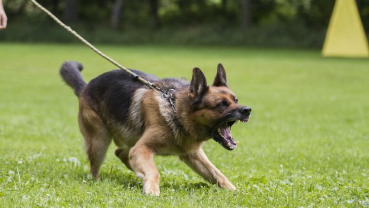 5 Signs Of Fear Aggression In Your German Shepherd And 3 Ways To Take Control