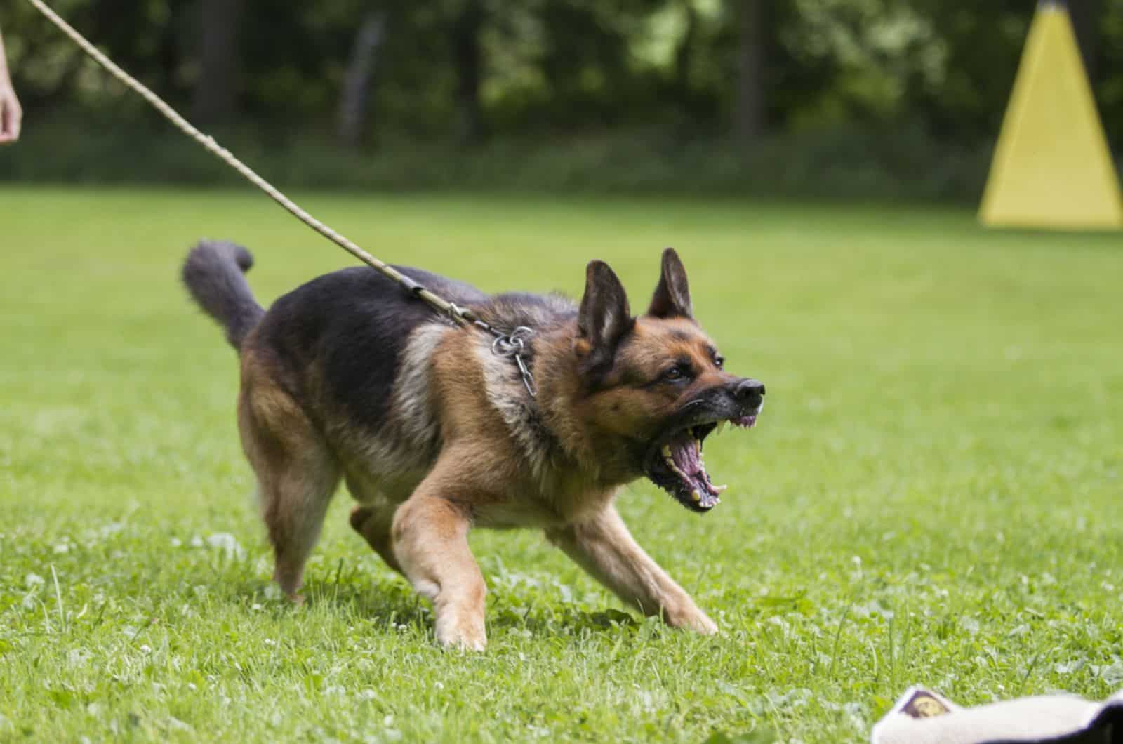 german shepherd dog barking