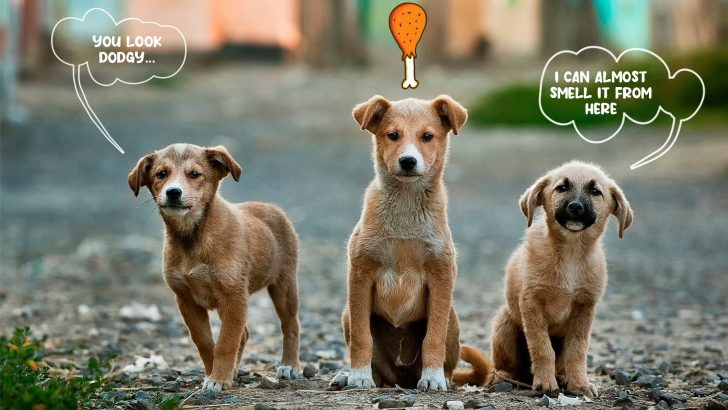 5 Steps To Redomesticating A Stray Dog The Proper Way