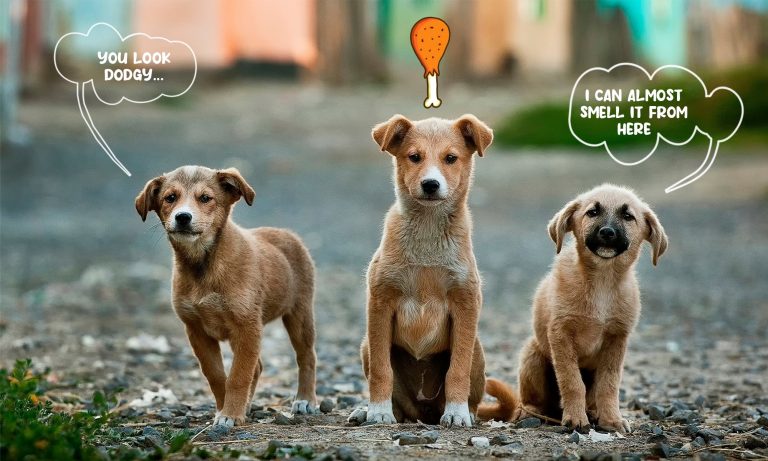 photo of three street dogs with speech bubbles