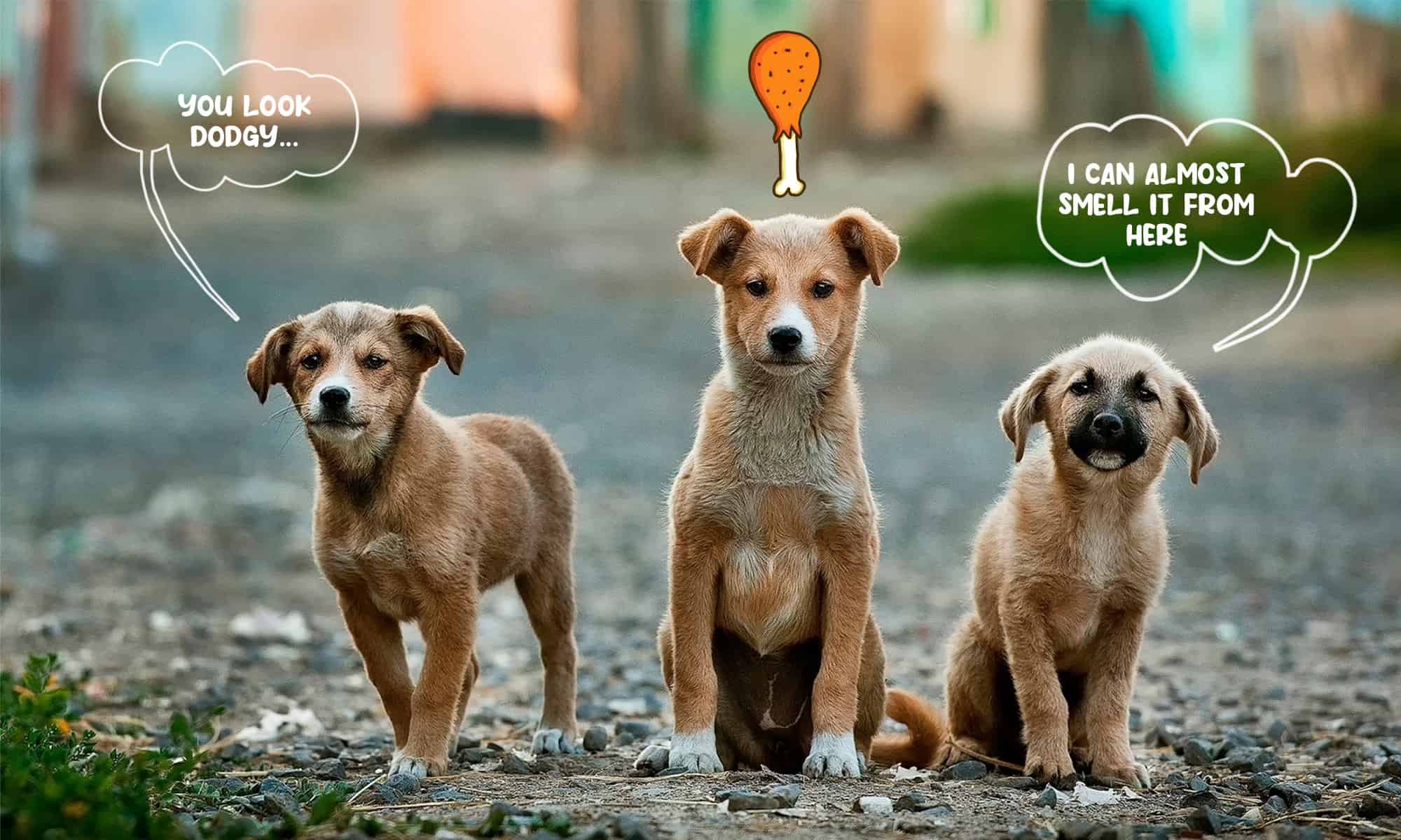 5 Steps To Redomesticating A Stray Dog The Proper Way