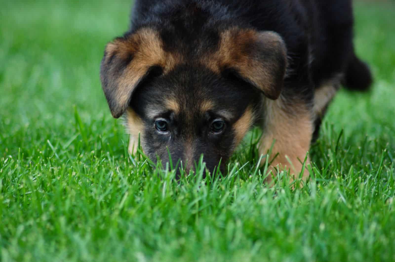 dog sniffing something in grass