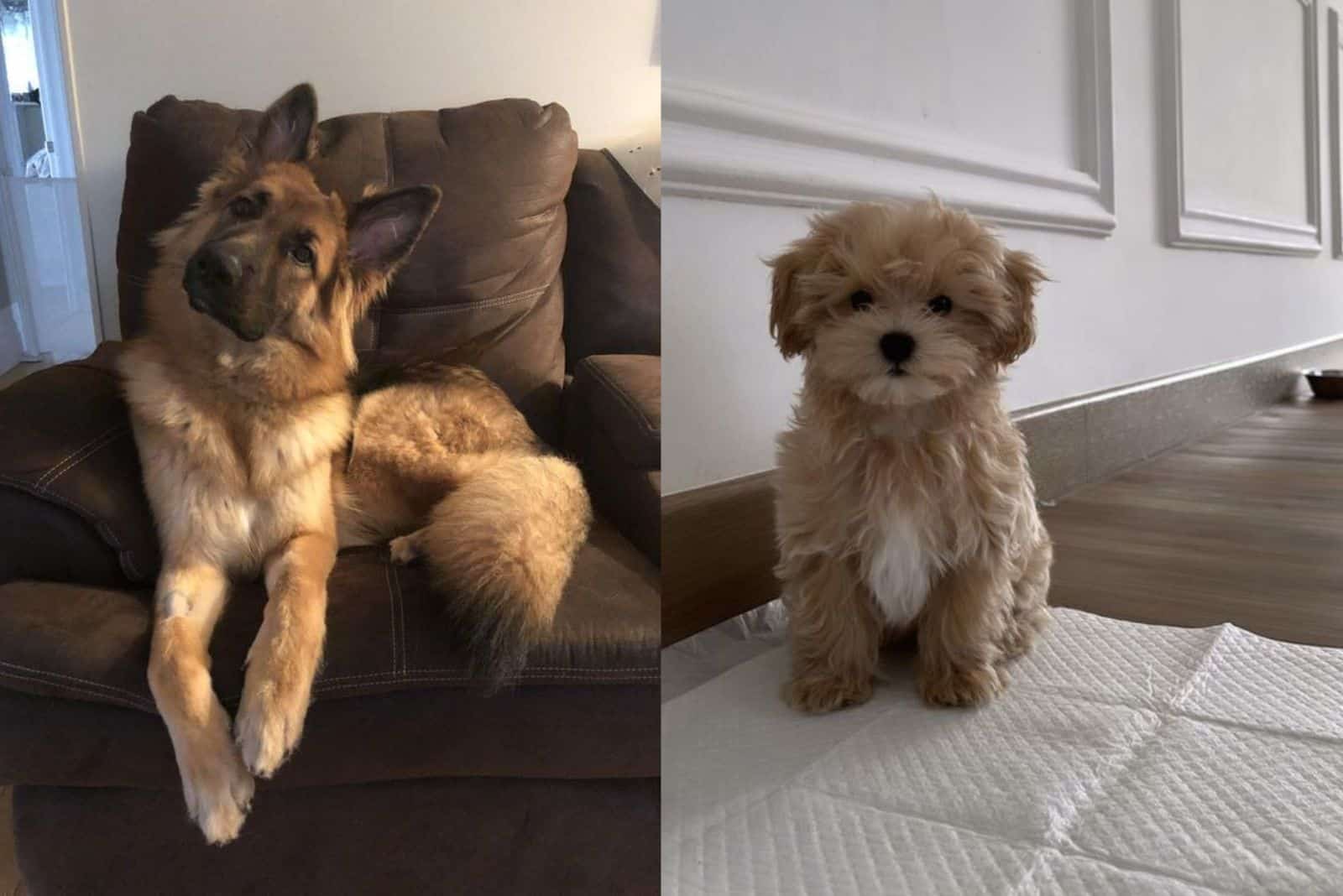 german shepherd and maltipoo