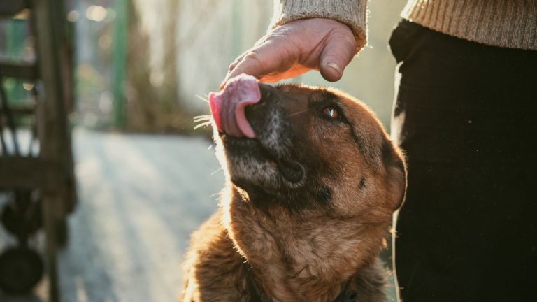 german shepherd licking his owner's hand