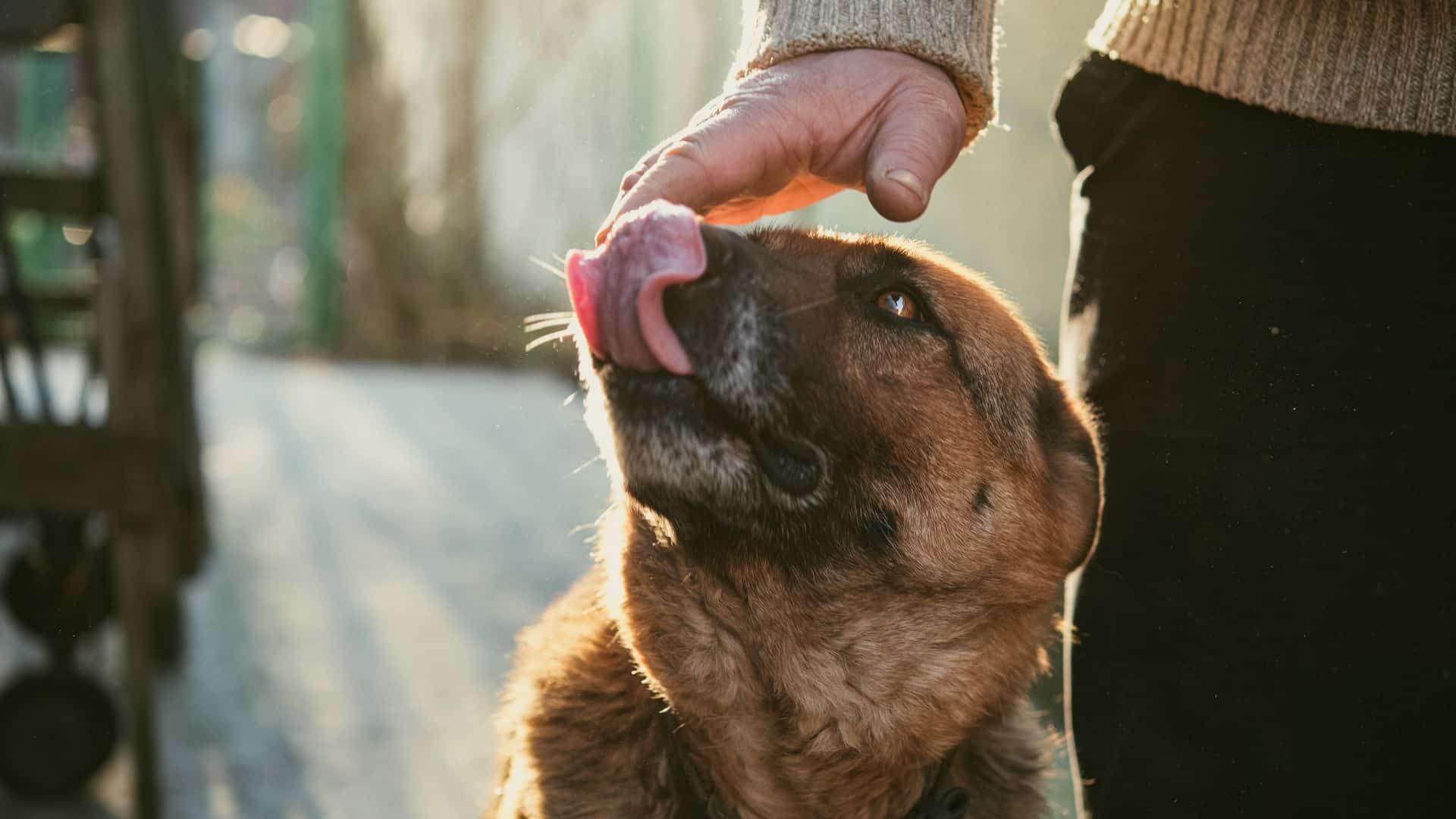6 Potential Reasons Why My German Shepherd Licks My Hands Nonstop