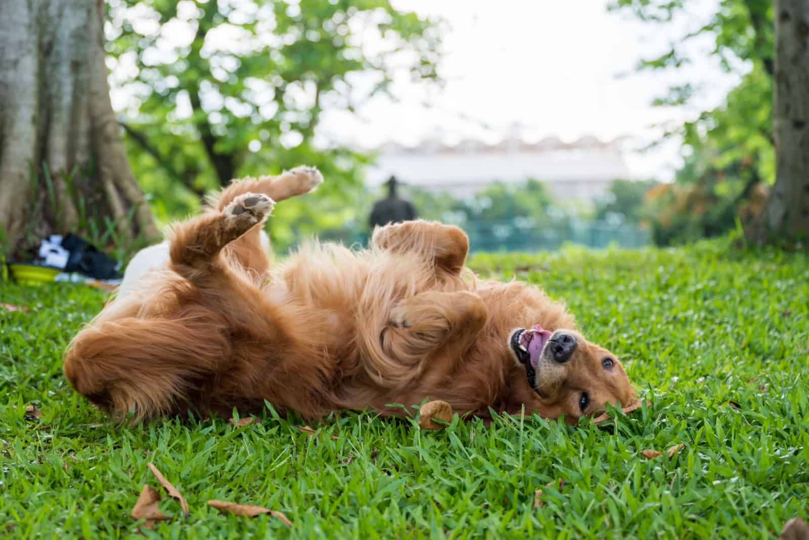 6 Reasons Why Your Dog Rolls On His Back And Sometimes Wiggles
