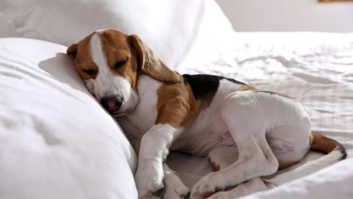 These Are 6 Eye-Opening Reasons Why Your Dog Cries In His Sleep