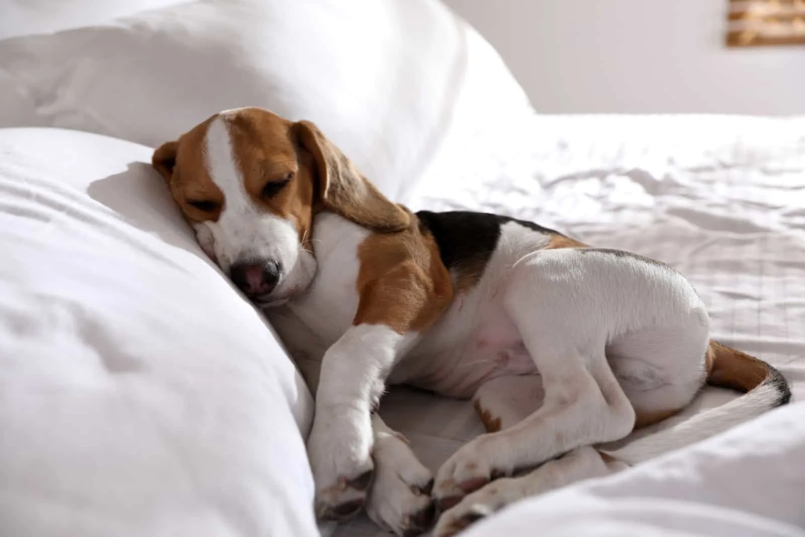 beagle sleeping on the bed