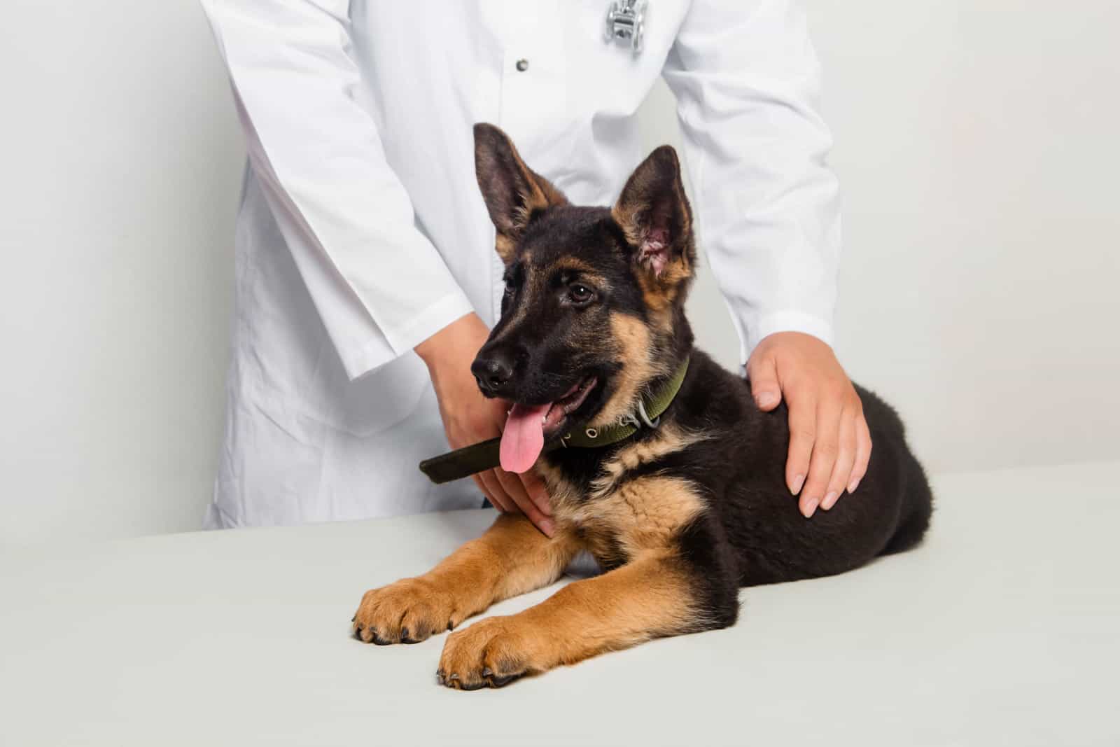 A puppy of a German shepherd on examination by a veterinarian in a clinic