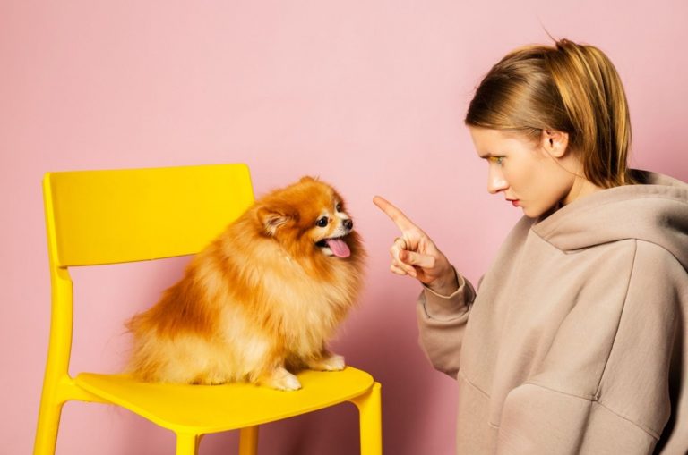 owner scolding her pomeranian spitz