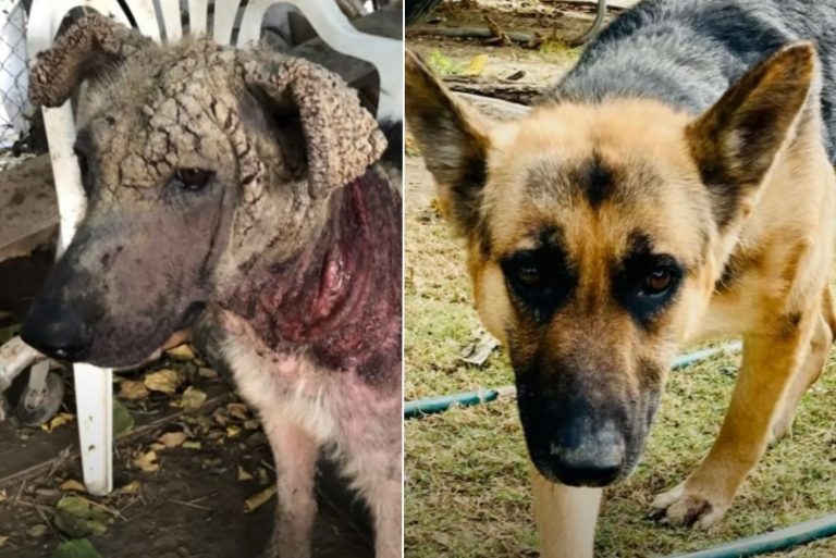 German Shepherds Before And After Adoption