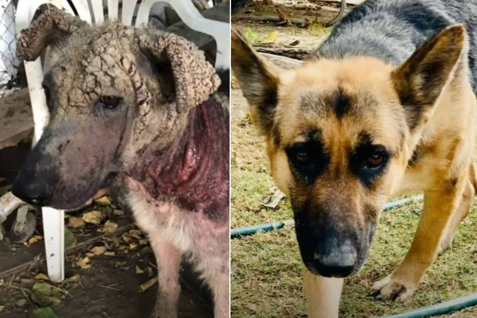 German Shepherds Before And After Adoption