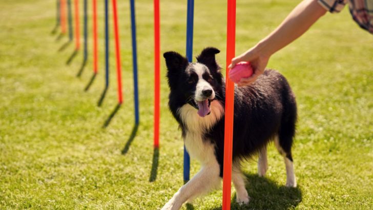 7 Of The Most Creative Ways To Train Your Dog Properly