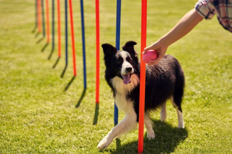 woman training border collie dog