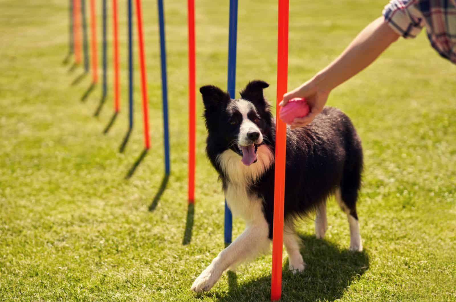 7 Of The Most Creative Ways To Train Your Dog Properly