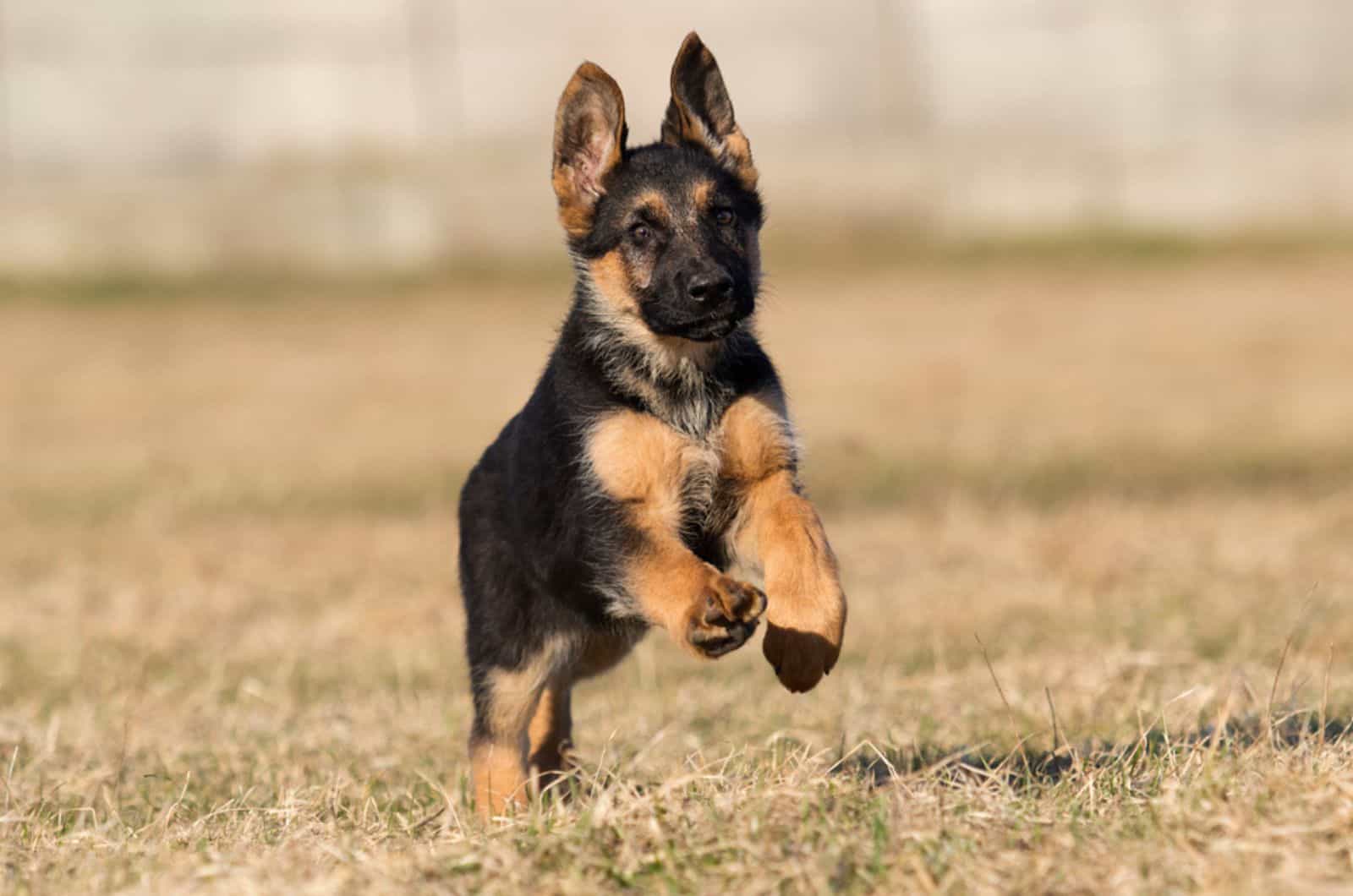 german shepherd puppy running on the lawn