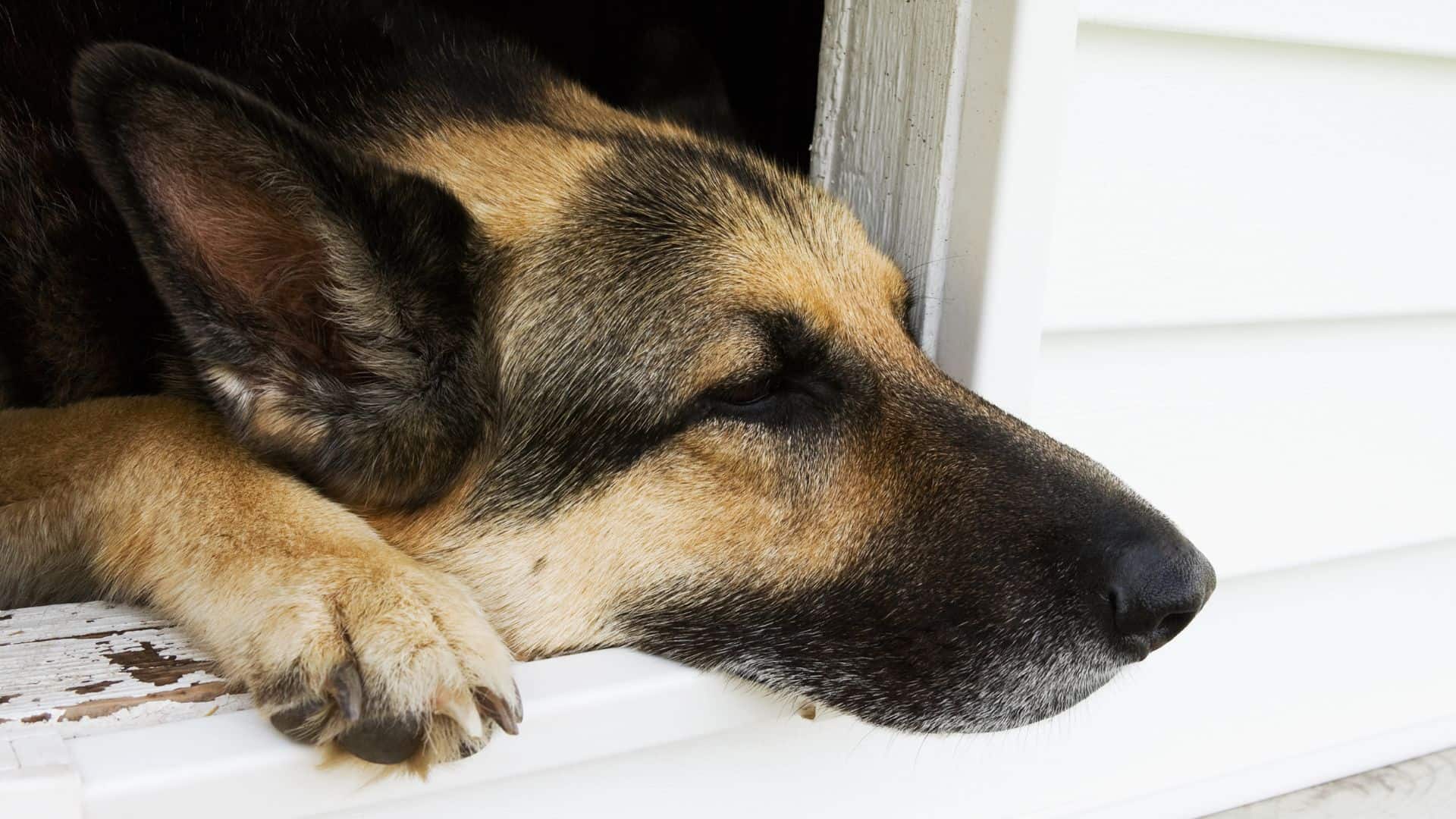 german shepherd dog leaning his head across the window