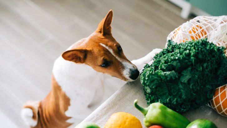 These 9 Toxic Foods Should Never Be Fed To A Dog